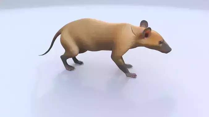 Hispaniolan Solenodon