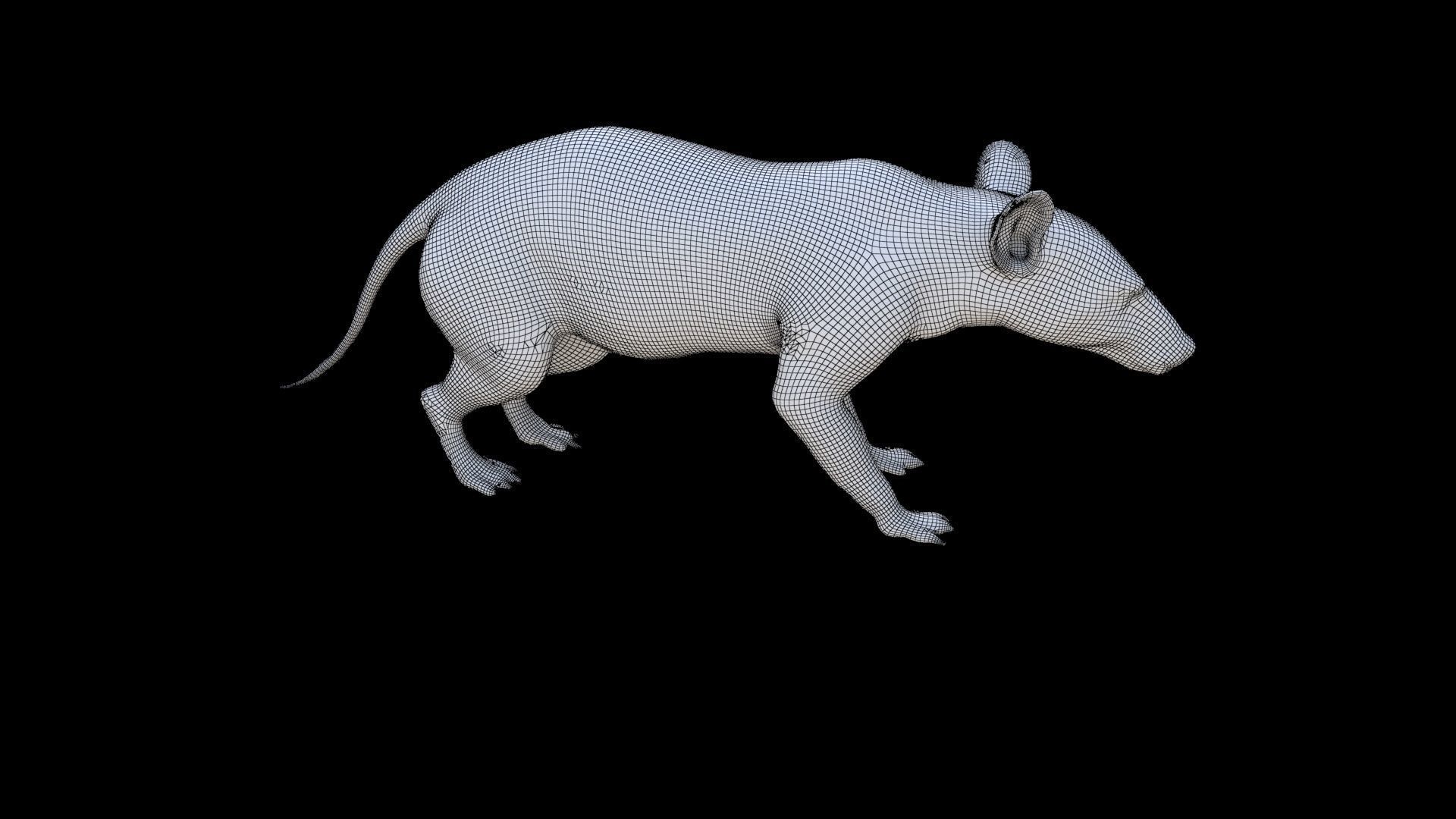 Hispaniolan Solenodon 3D model_5