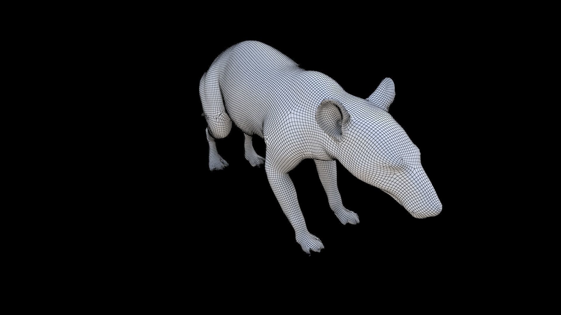 Hispaniolan Solenodon 3D model_6