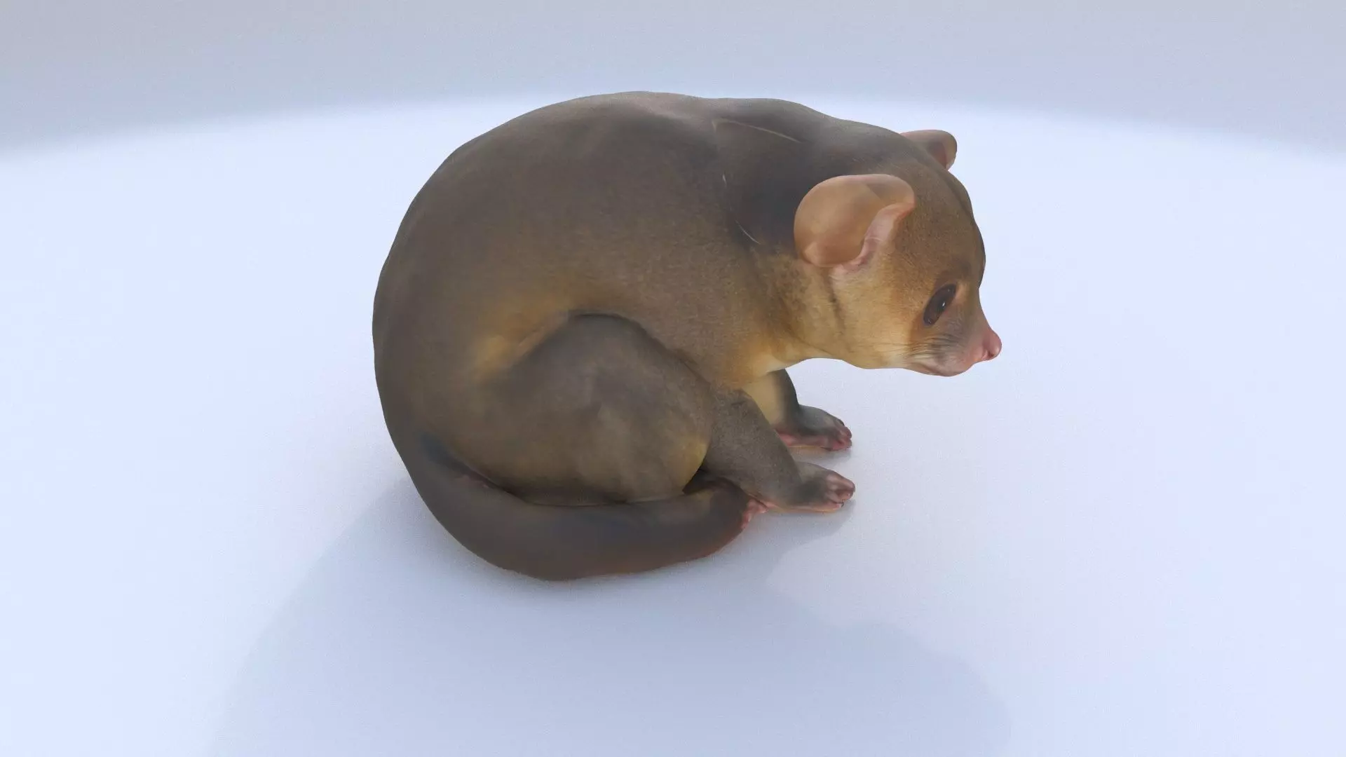 Kinkajou 3D model
