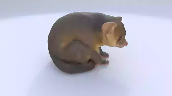 Kinkajou