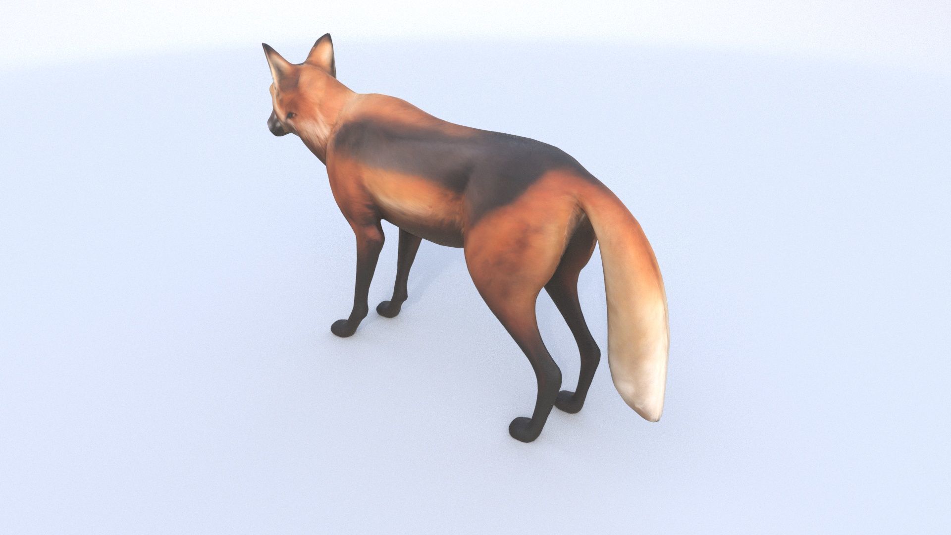 Maned Wolf 3D model_3