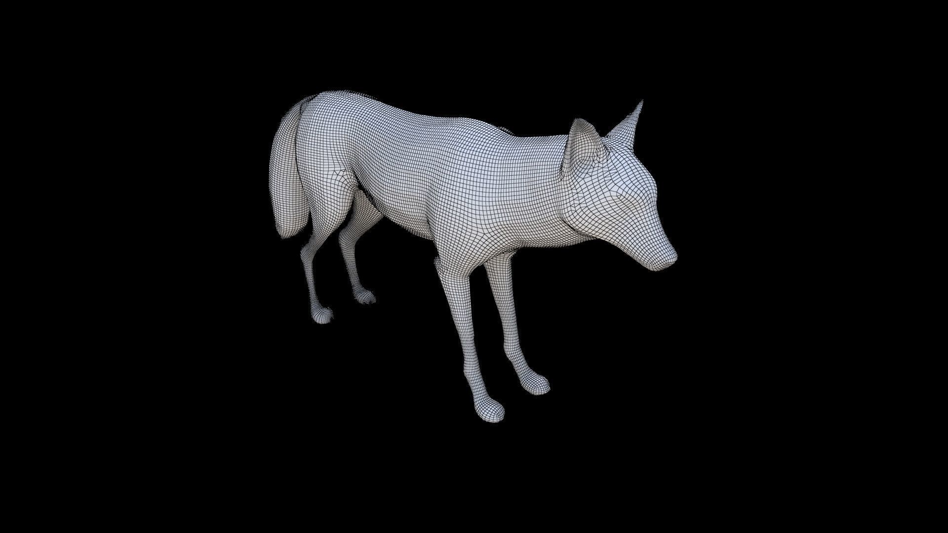 Maned Wolf 3D model_5