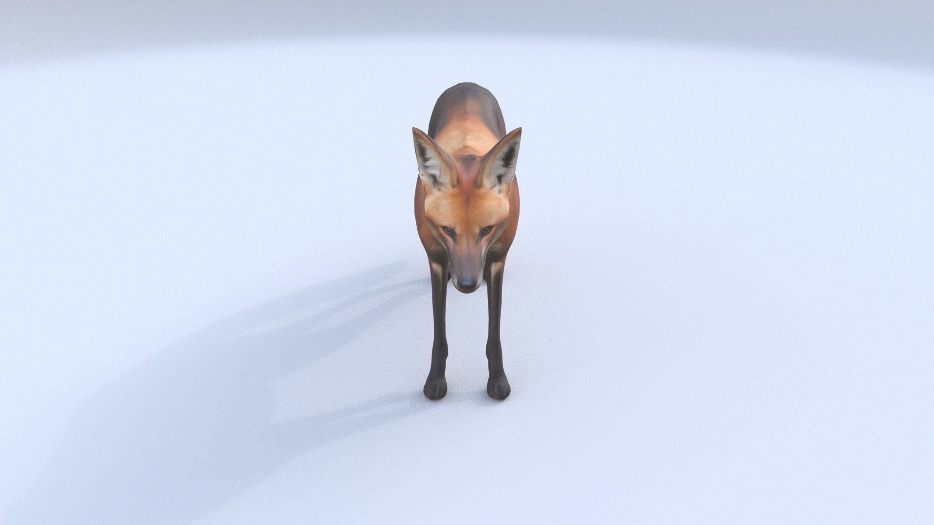 Maned Wolf 3D model_1