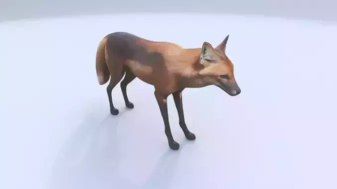 Maned Wolf