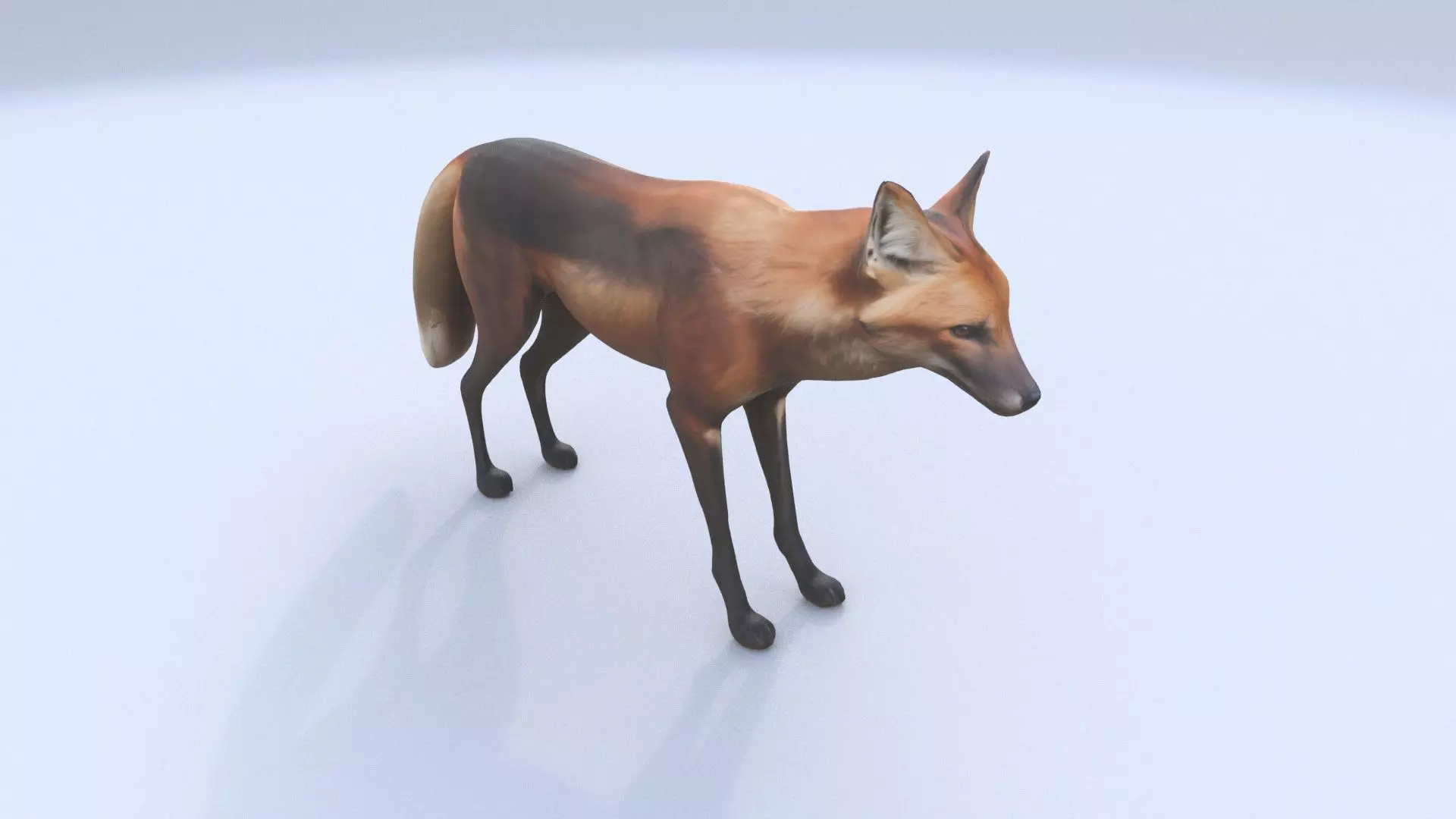 Maned Wolf 3D model_0
