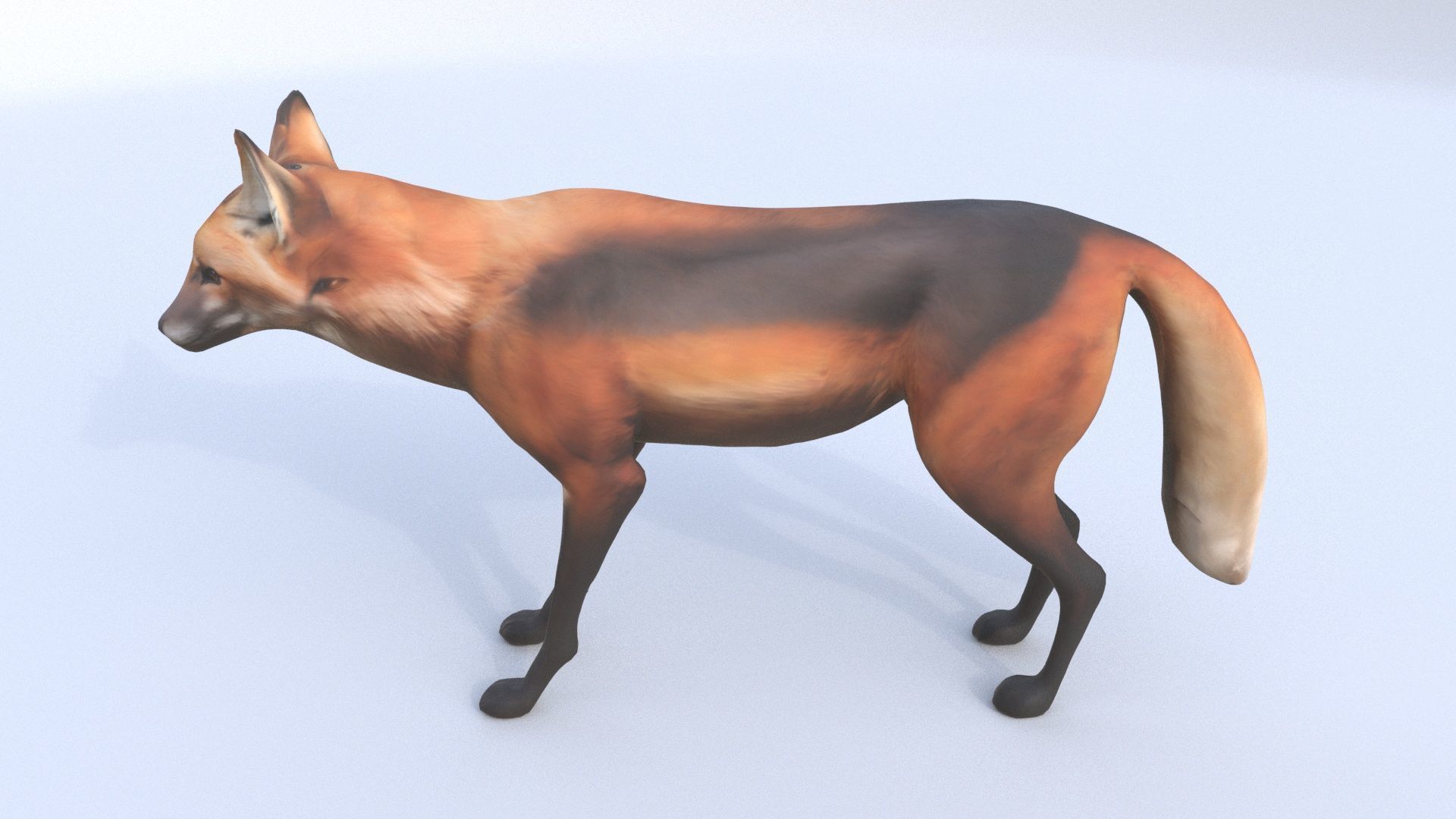 Maned Wolf 3D model_2