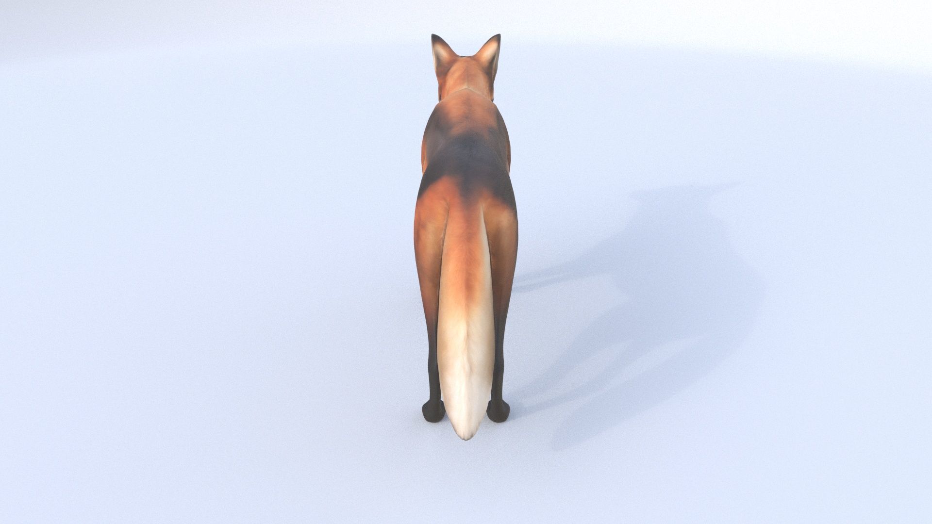 Maned Wolf 3D model_4