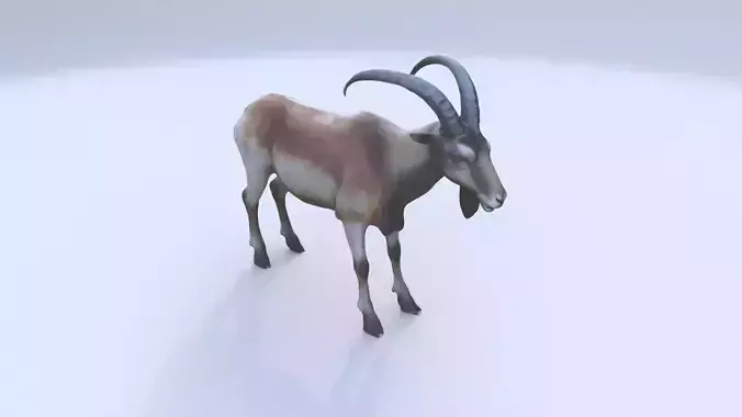 Markhor