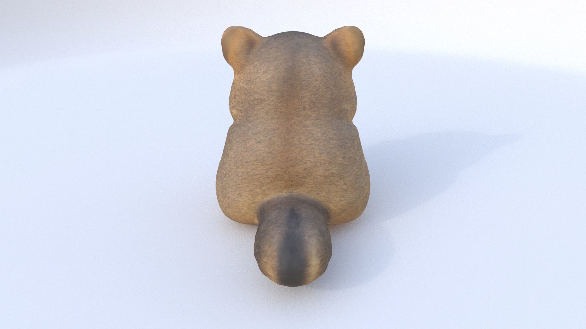 Quokka 3D model_4