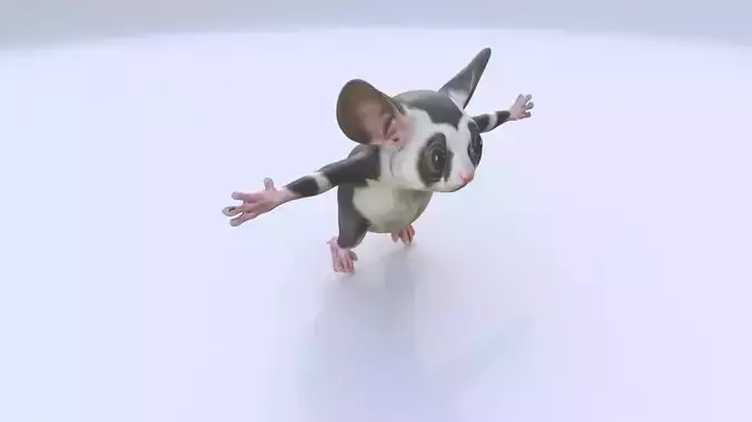 Sugar Glider
