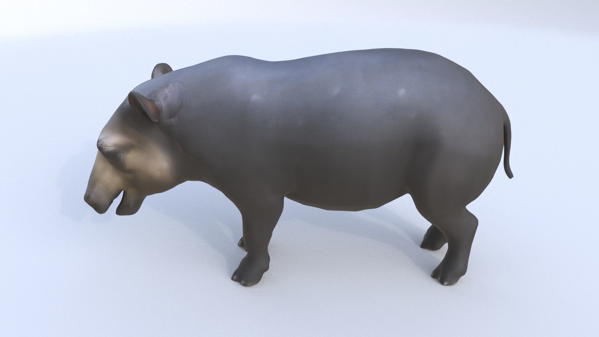 Tapir 3D model_2