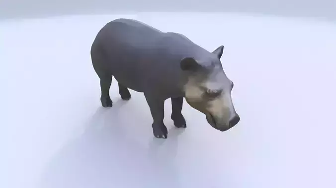 Tapir