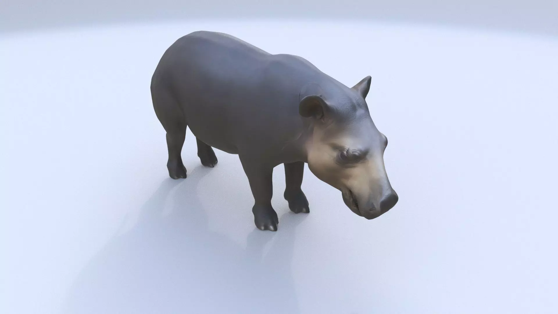 Tapir 3D model_0
