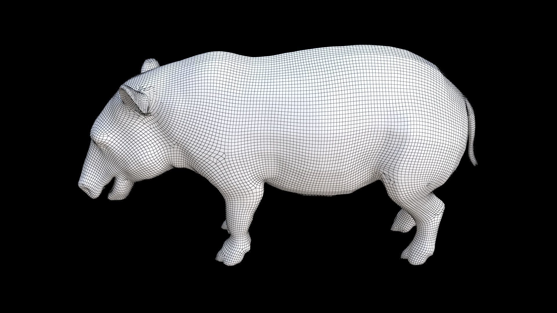 Tapir 3D model_7