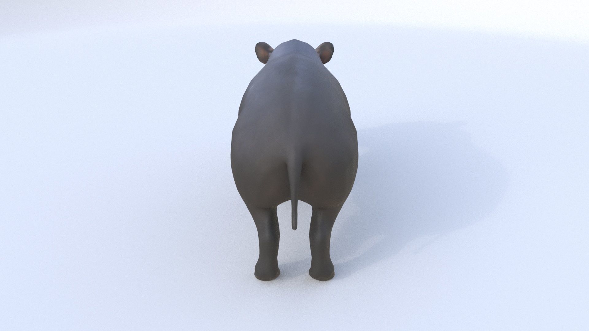 Tapir 3D model_4