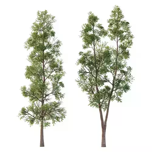Eucalyptus Robusta Trees 05 3D model
