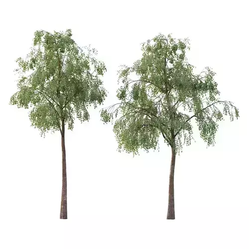 Eucalyptus Robusta Trees 06 3D model