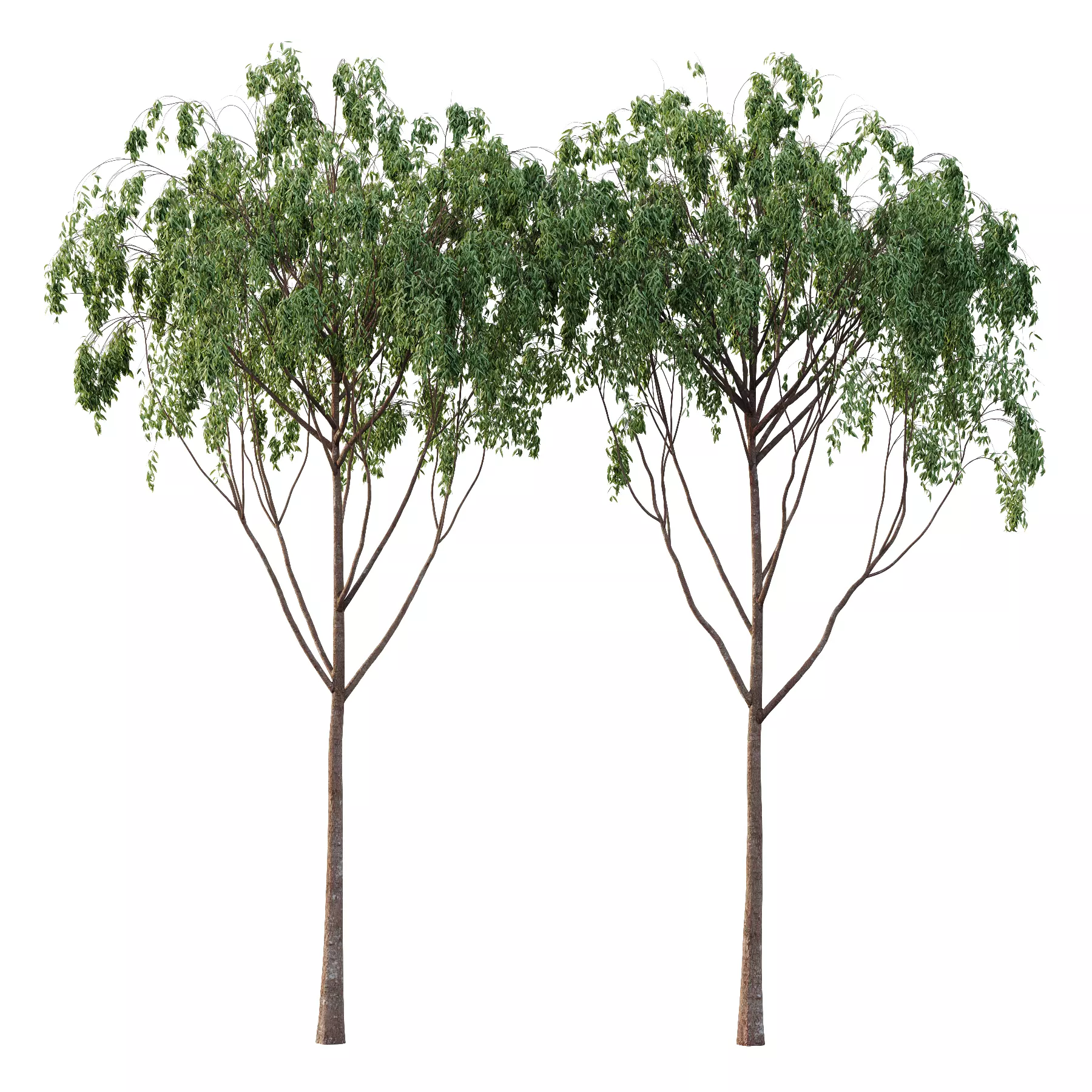 Eucalyptus Robusta Trees 07 3D model_0