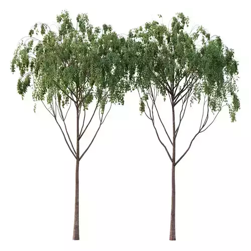 Eucalyptus Robusta Trees 07 3D model