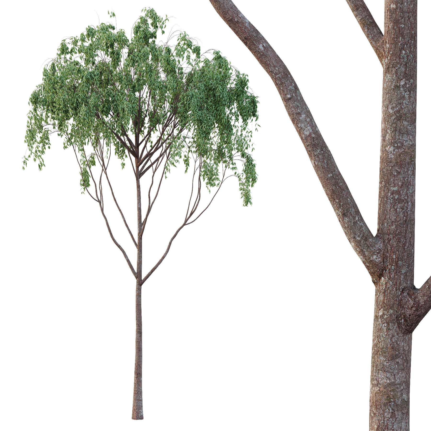 Eucalyptus Robusta Trees 07 3D model_2