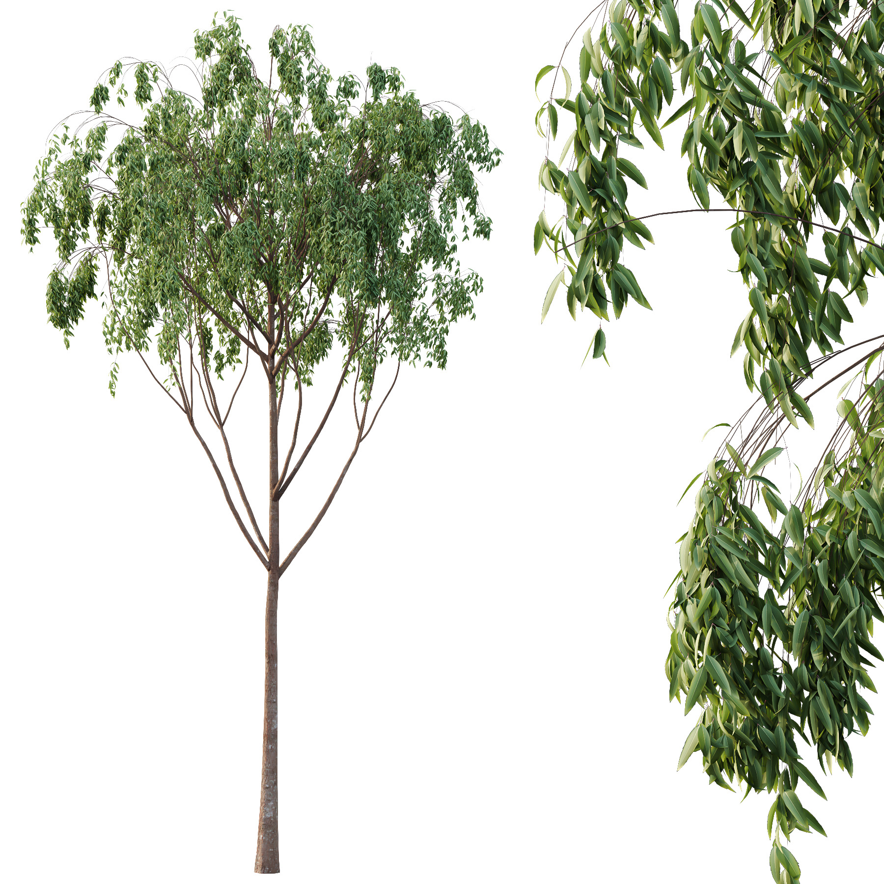 Eucalyptus Robusta Trees 07 3D model_1