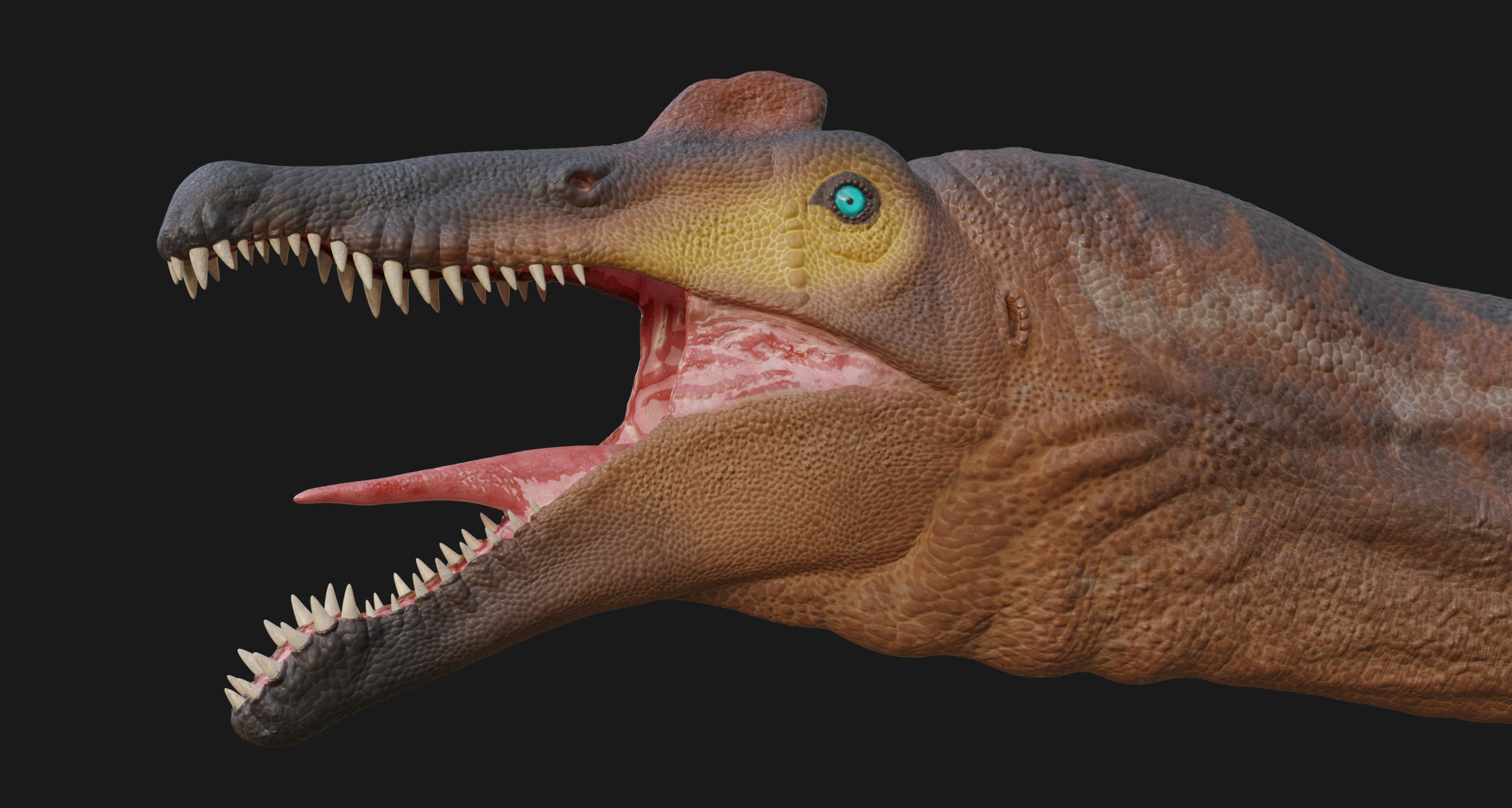 Spinosaurus Low-poly 3D model_8