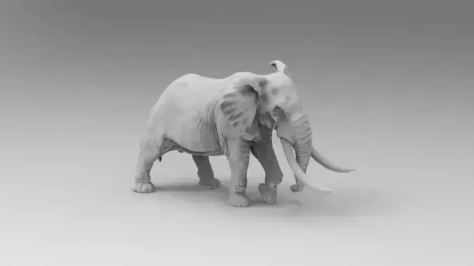 Elephant