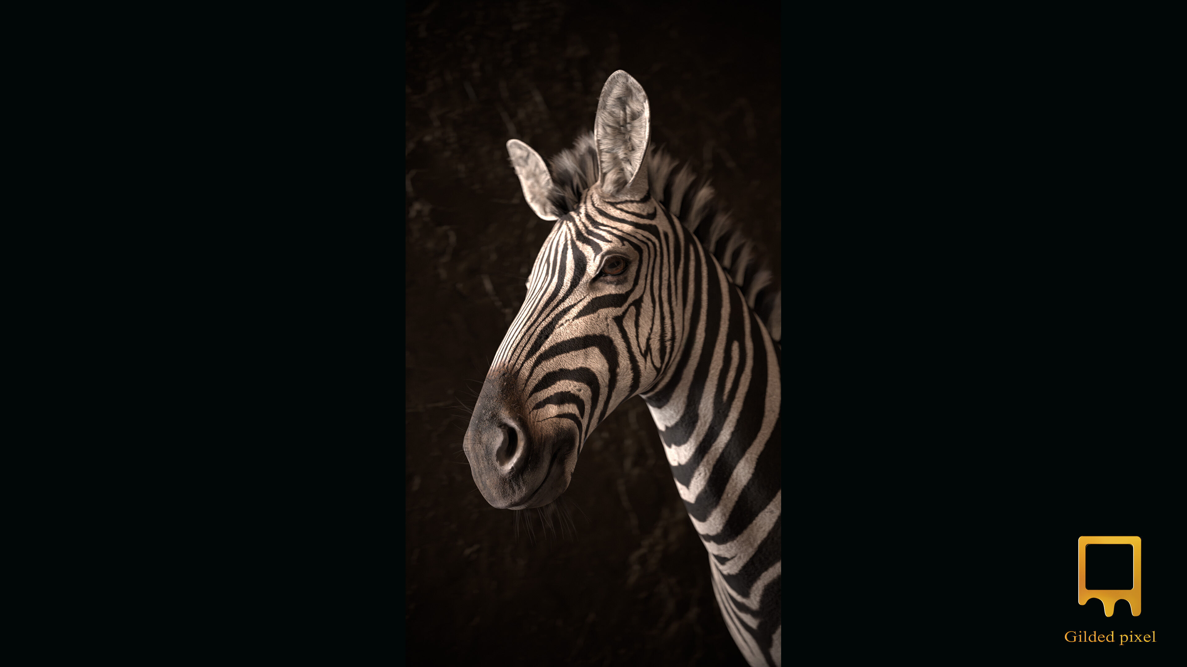 Zebra Trophy Head - Photorealistic PBR Low-poly 3D model_3