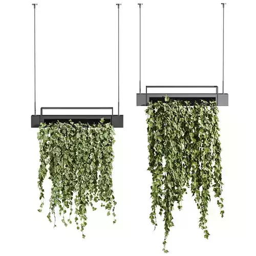 hanging Plants Set