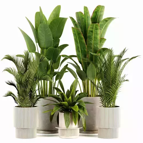 Indoor plants set159