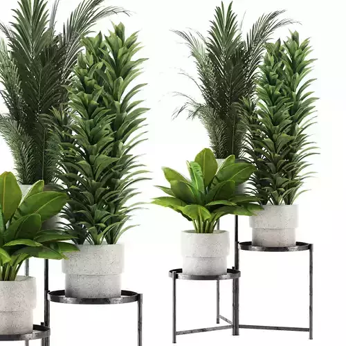 Indoor plant   In Rusty concrete pot  set-93