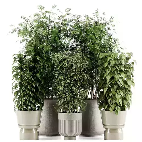 Indoor plant   In  pot  set-95 3D model