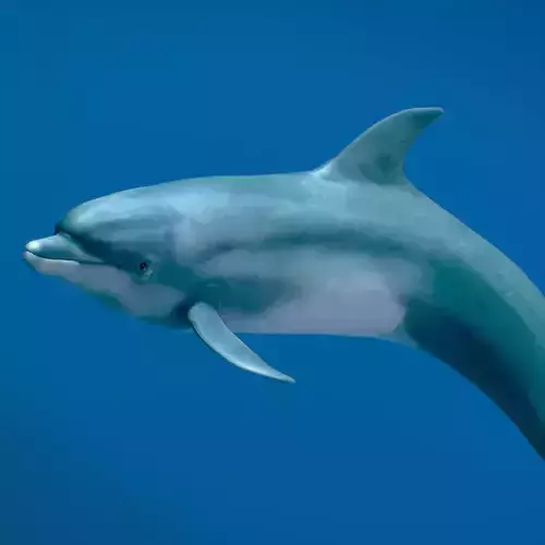 Bottlenose Dolphin