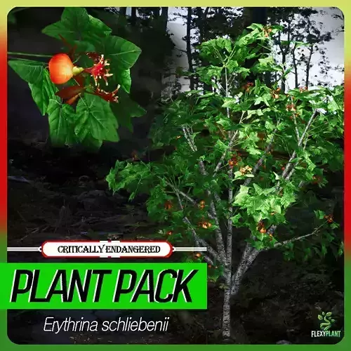 Critically Endangered Plant - 4 Erythrina schliebenii Tree Model Low-poly 3D model