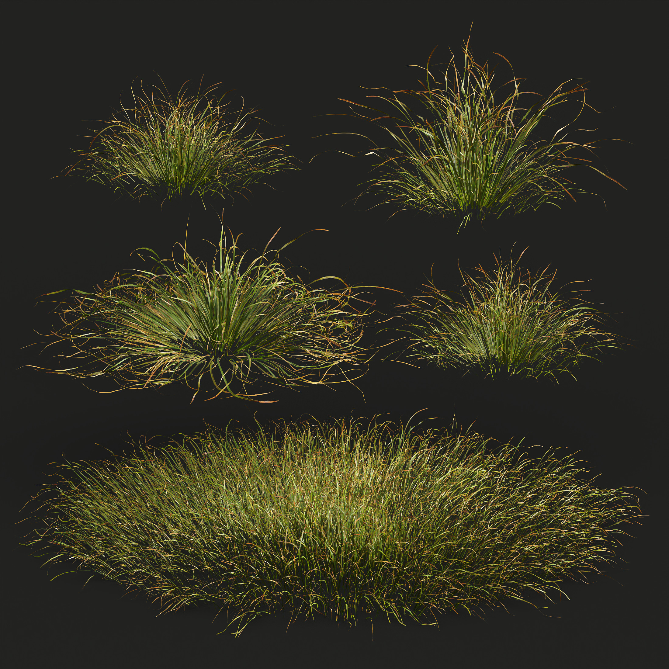 AV 20 different grass Stipa and Stipa Sweet Grass 3D model_8