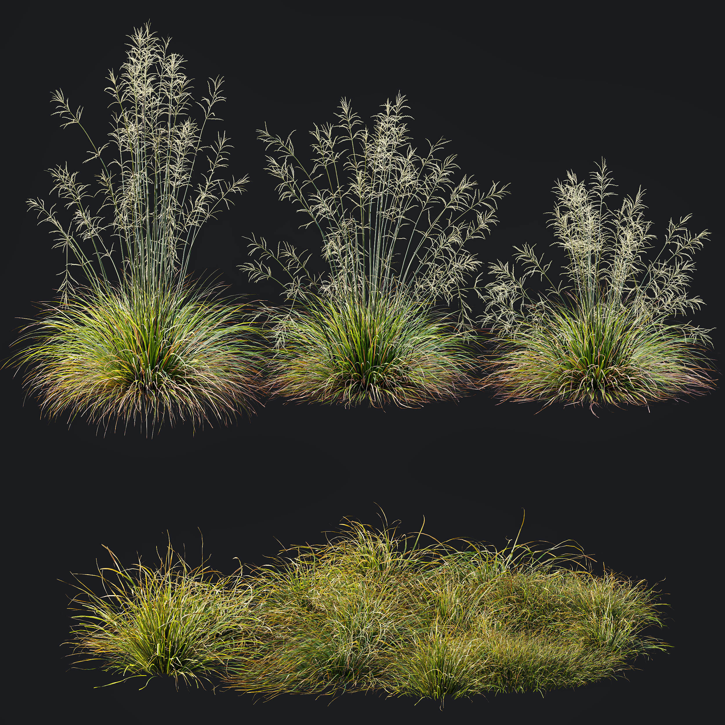 AV 20 different grass Stipa and Stipa Sweet Grass 3D model_11