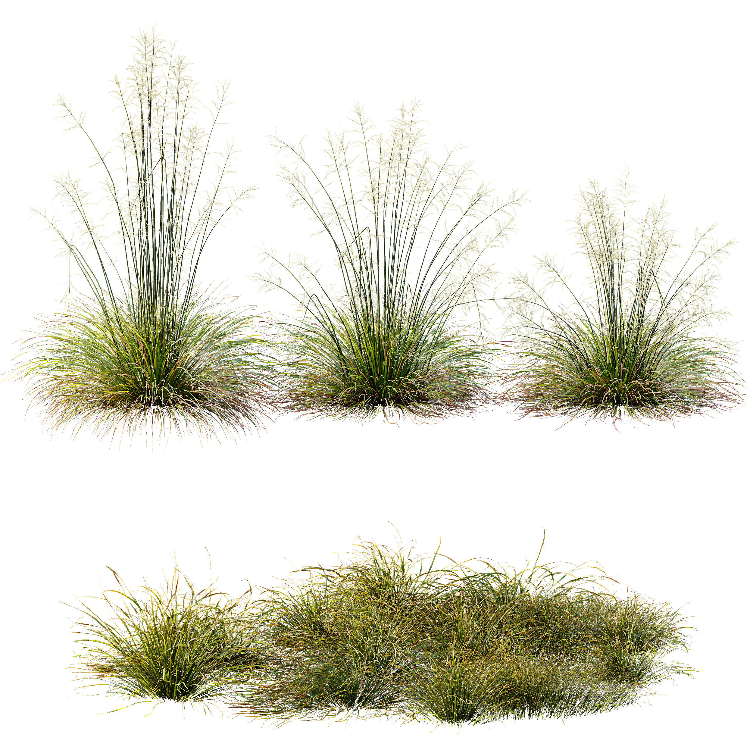 AV 20 different grass Stipa and Stipa Sweet Grass 3D model_10