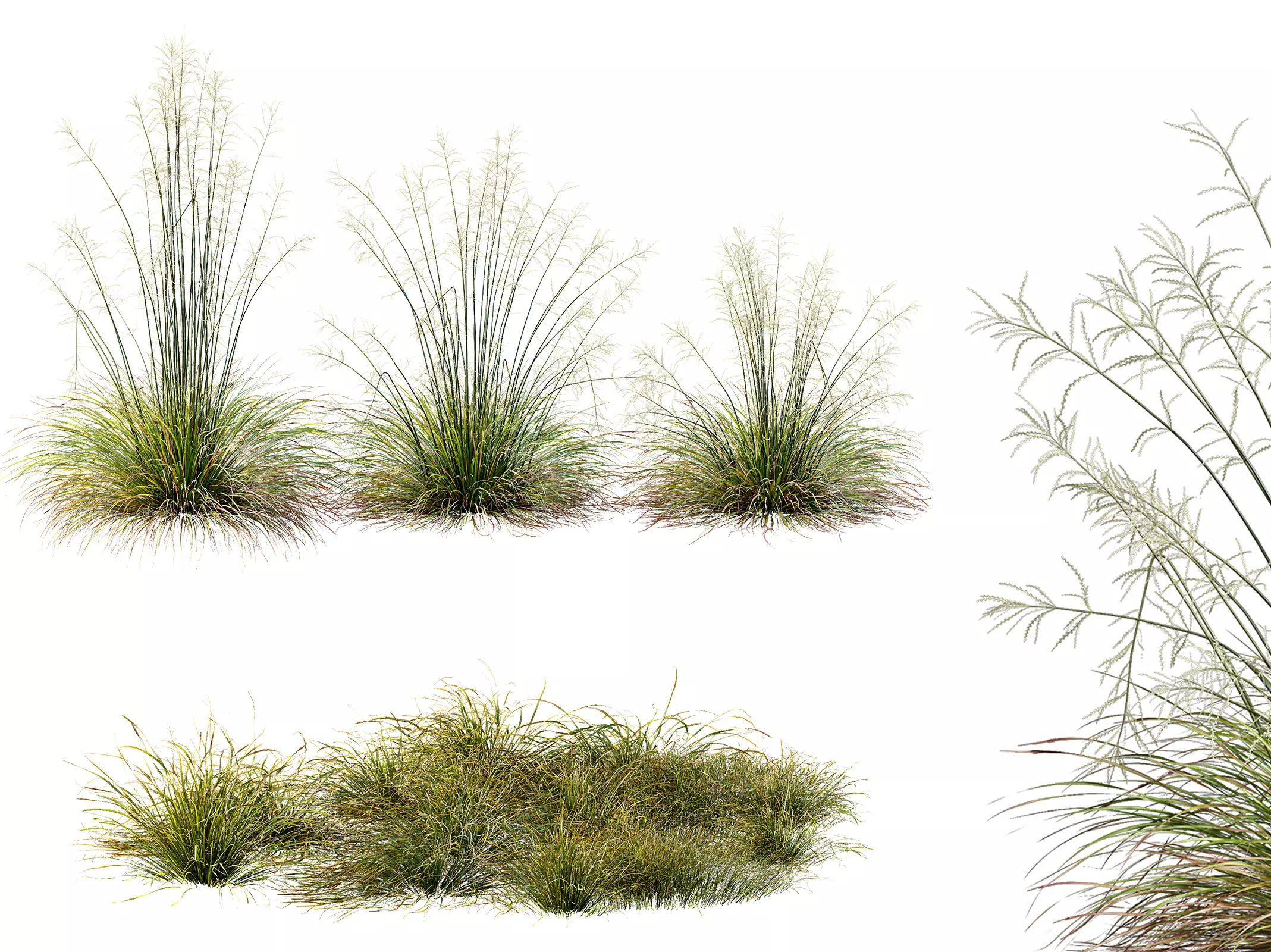 AV 20 different grass Stipa and Stipa Sweet Grass 3D model_0