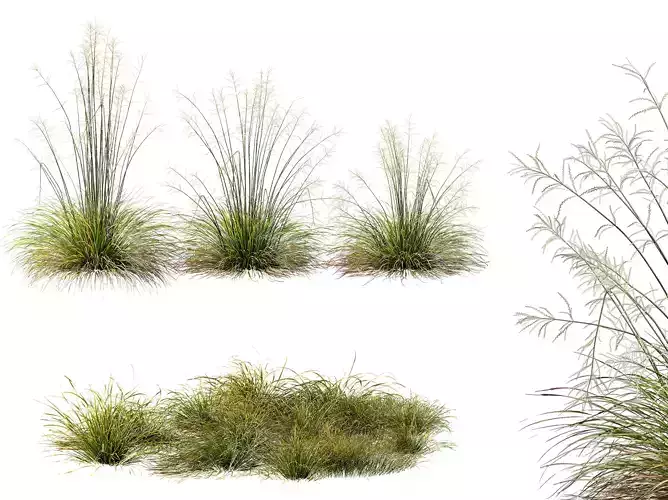 AV 20 different grass Stipa and Stipa Sweet Grass 3D model