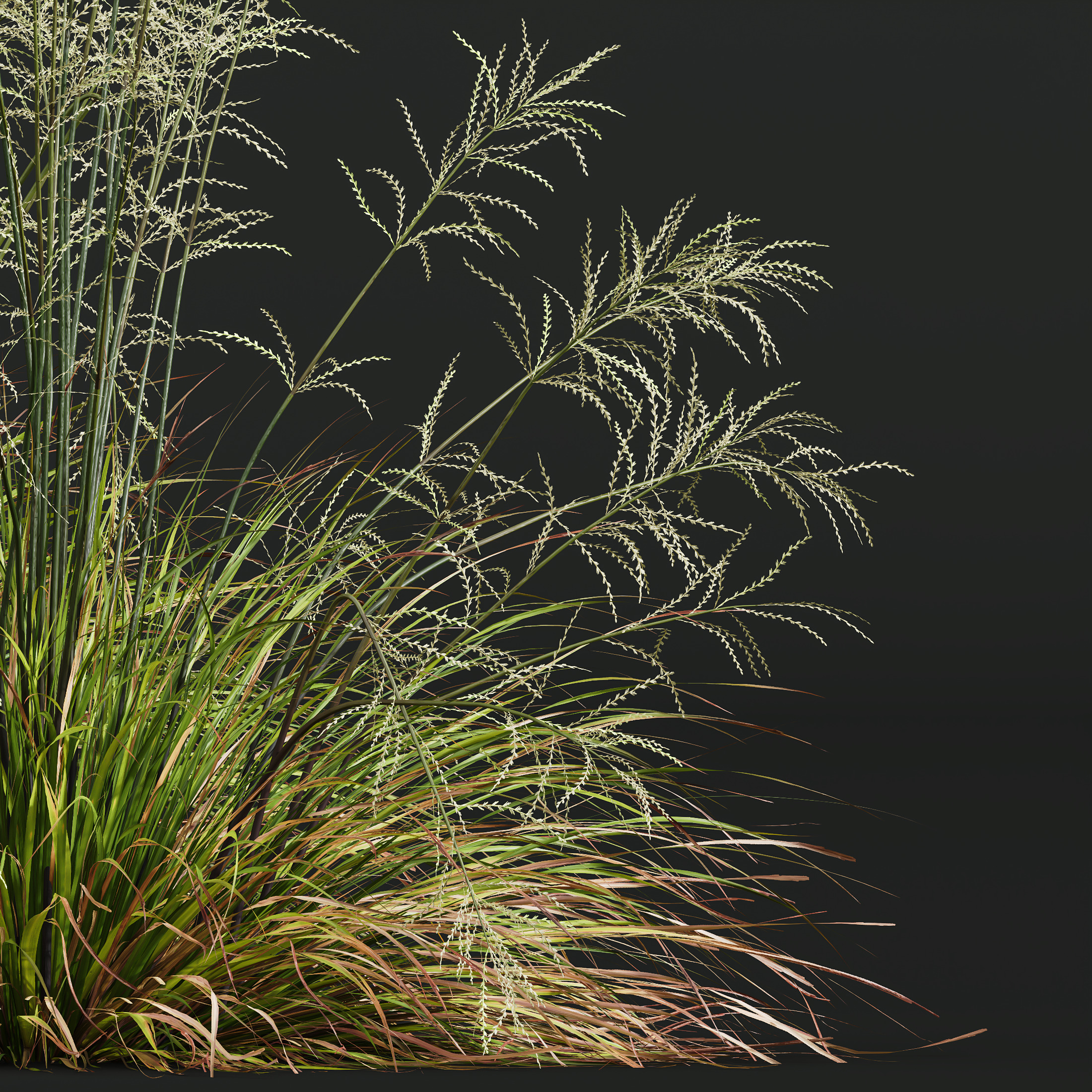 AV 20 different grass Stipa and Stipa Sweet Grass 3D model_4