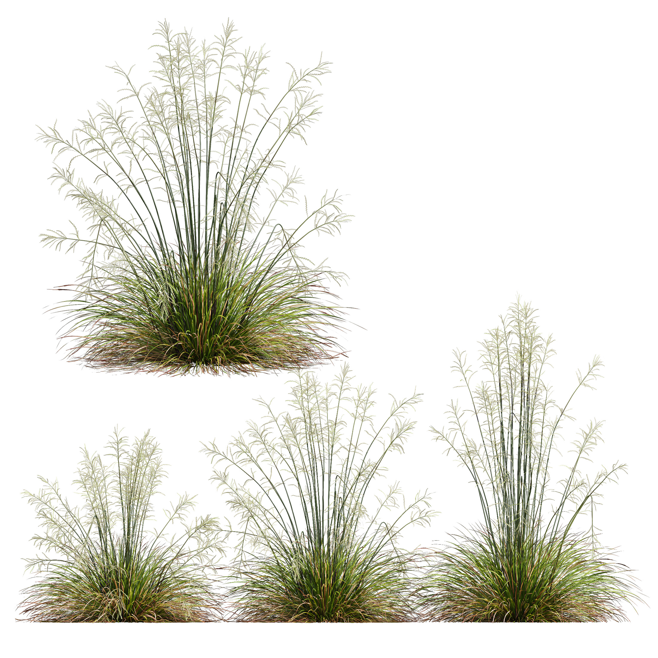 AV 20 different grass Stipa and Stipa Sweet Grass 3D model_3