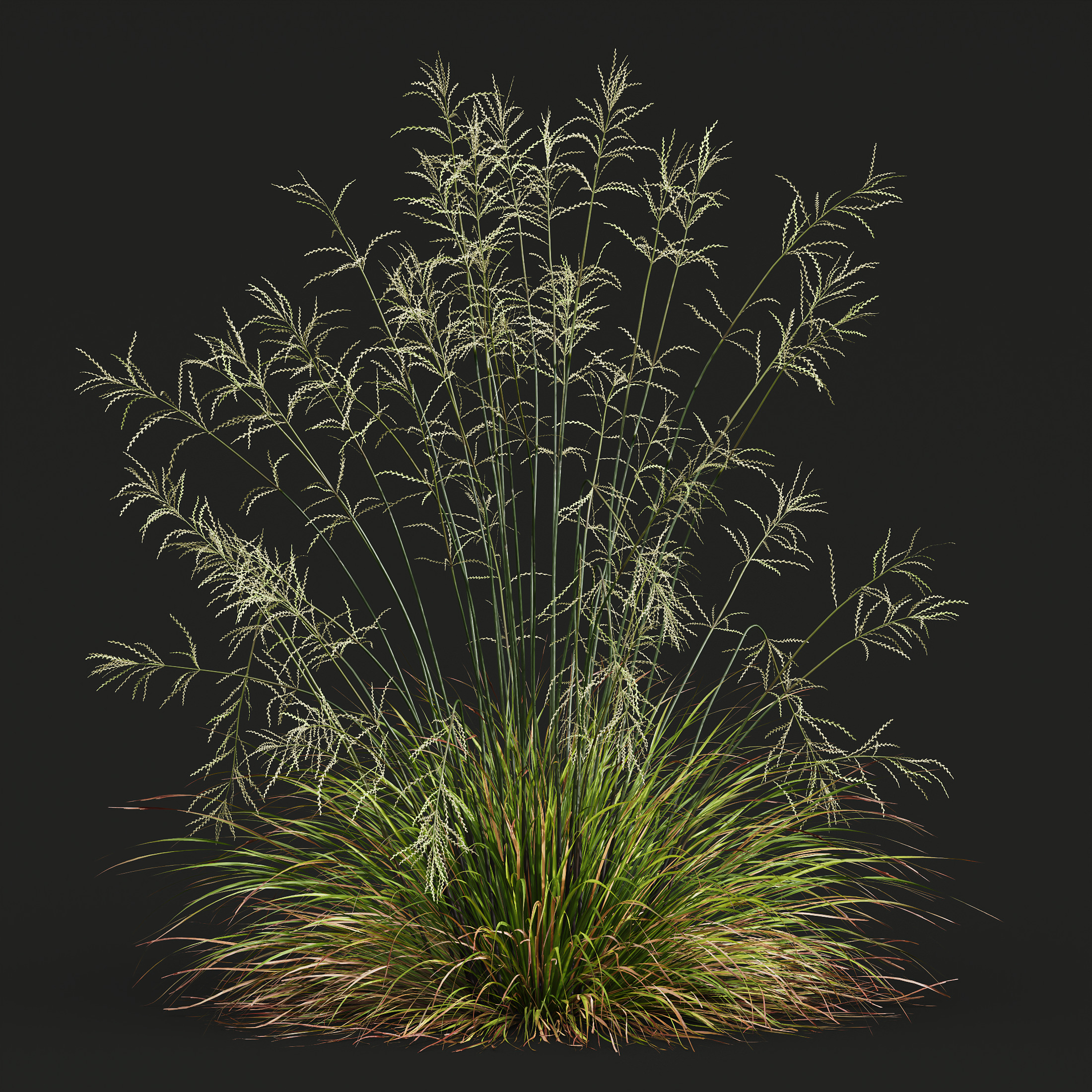 AV 20 different grass Stipa and Stipa Sweet Grass 3D model_7