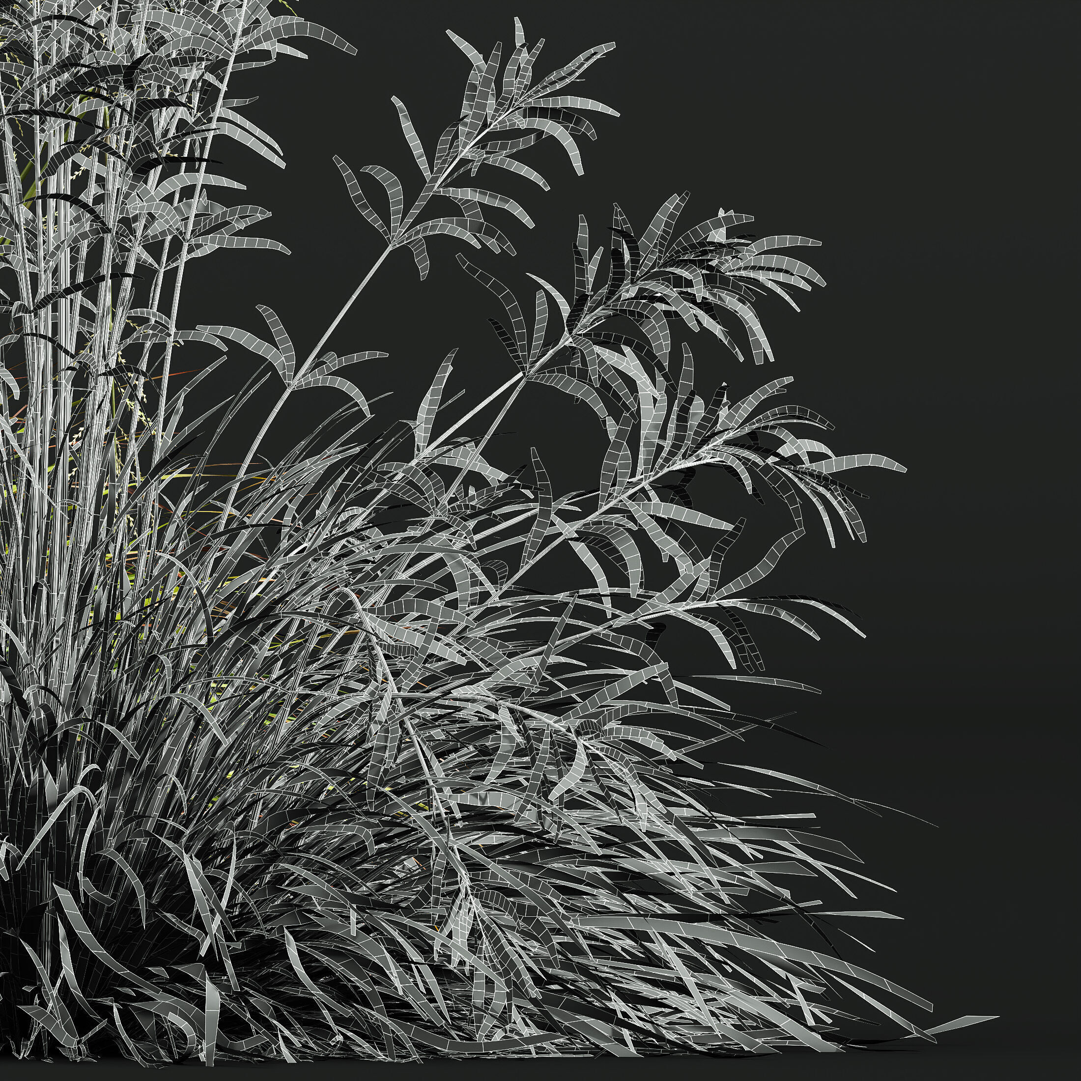 AV 20 different grass Stipa and Stipa Sweet Grass 3D model_12