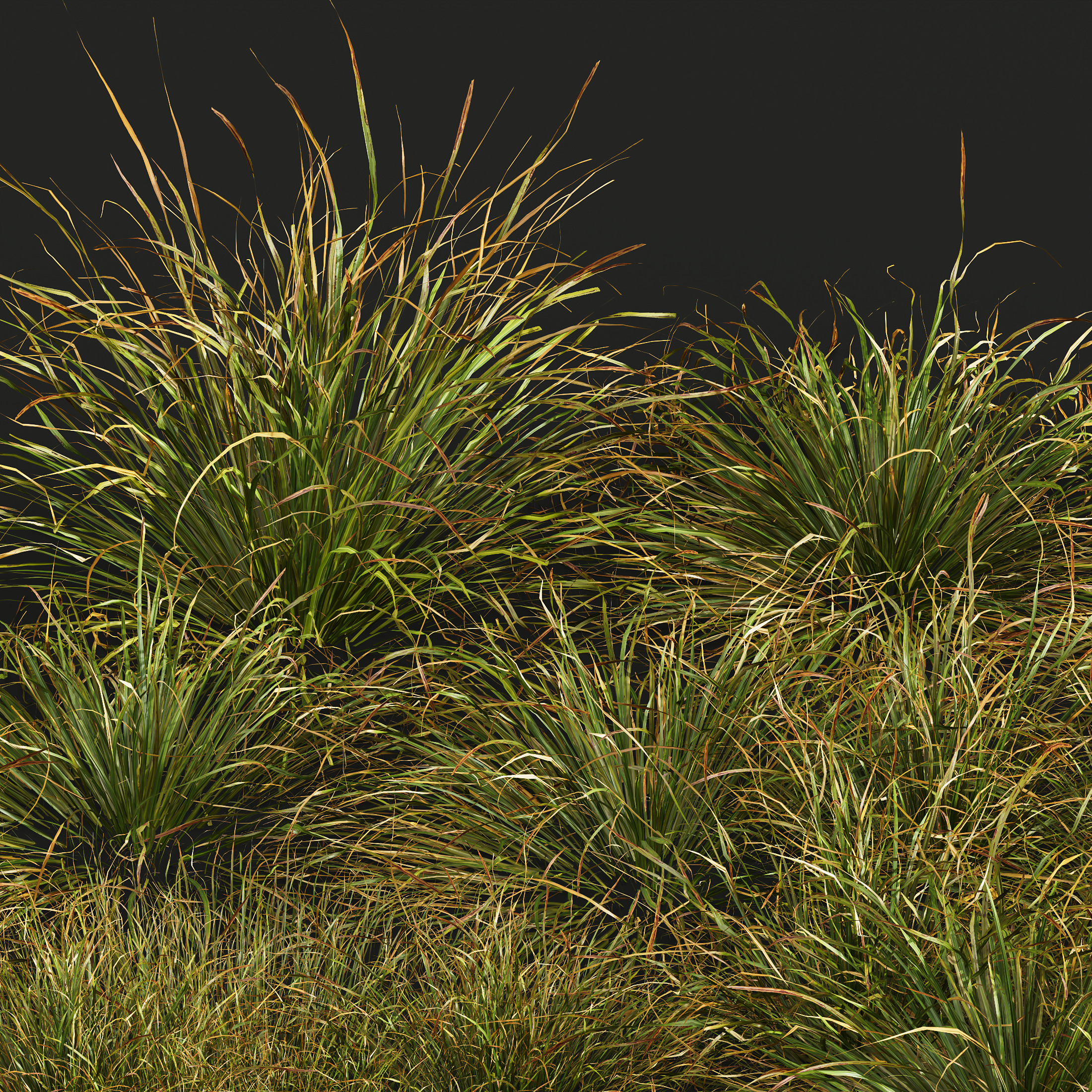 AV 20 different grass Stipa and Stipa Sweet Grass 3D model_9