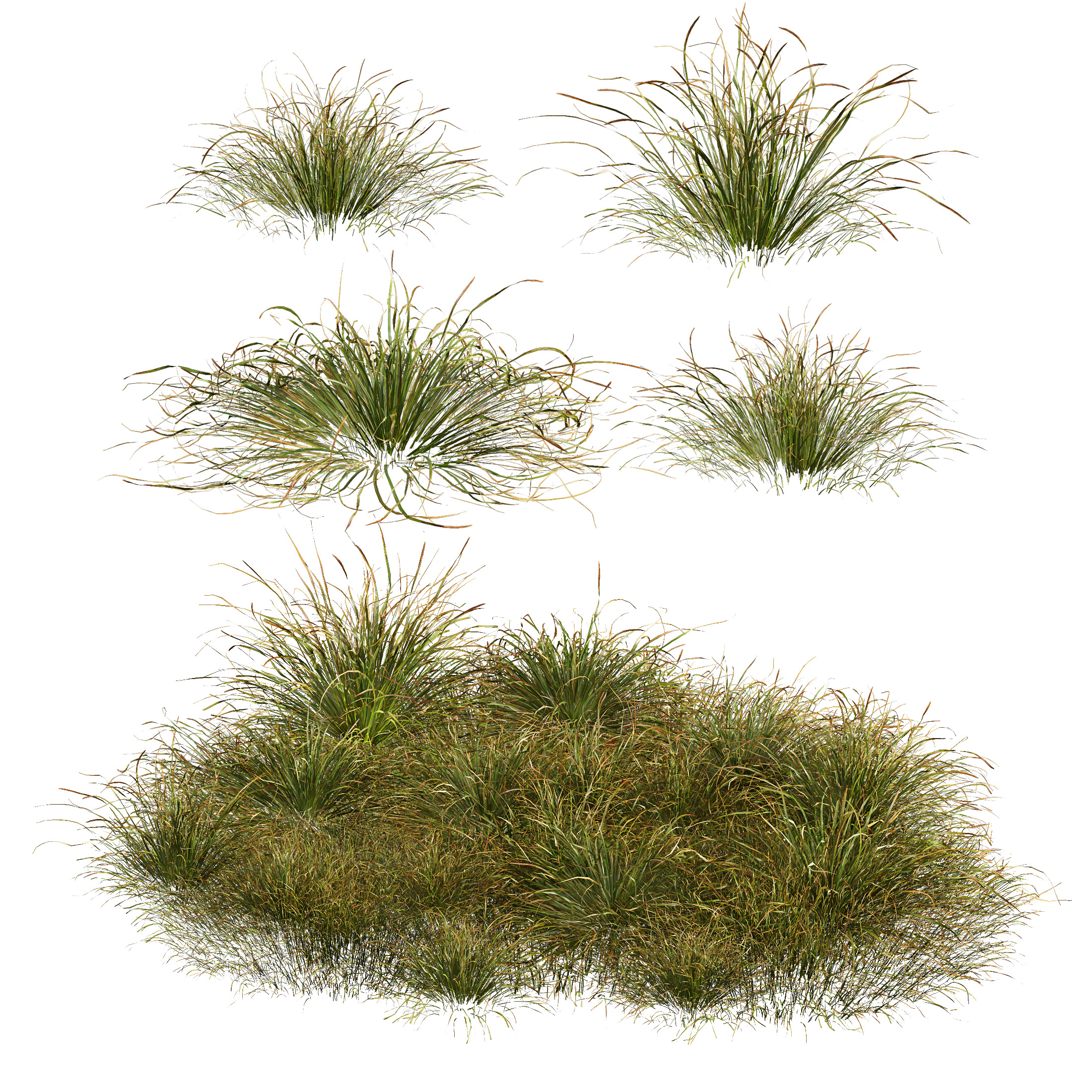 AV 20 different grass Stipa and Stipa Sweet Grass 3D model_2