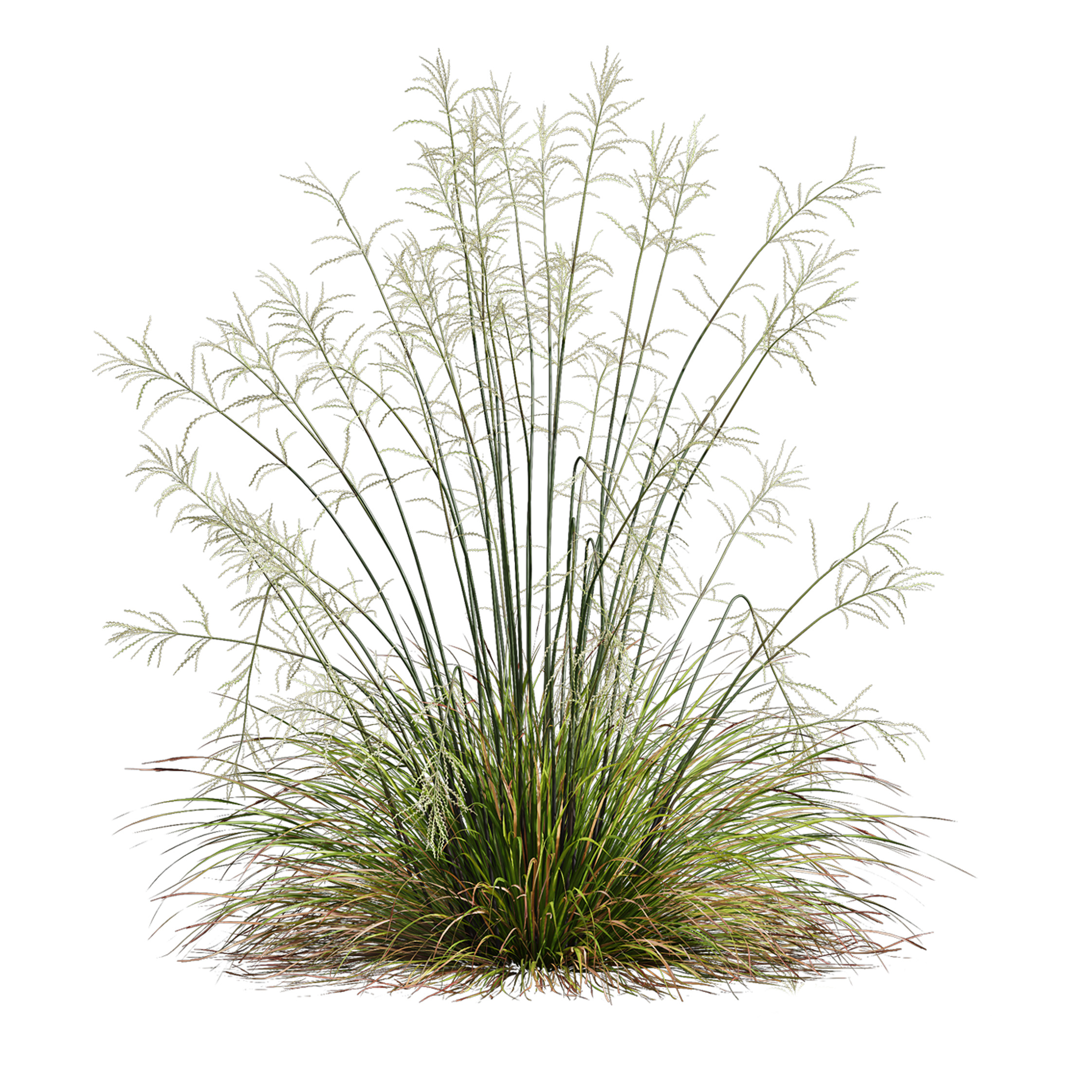 AV 20 different grass Stipa and Stipa Sweet Grass 3D model_1