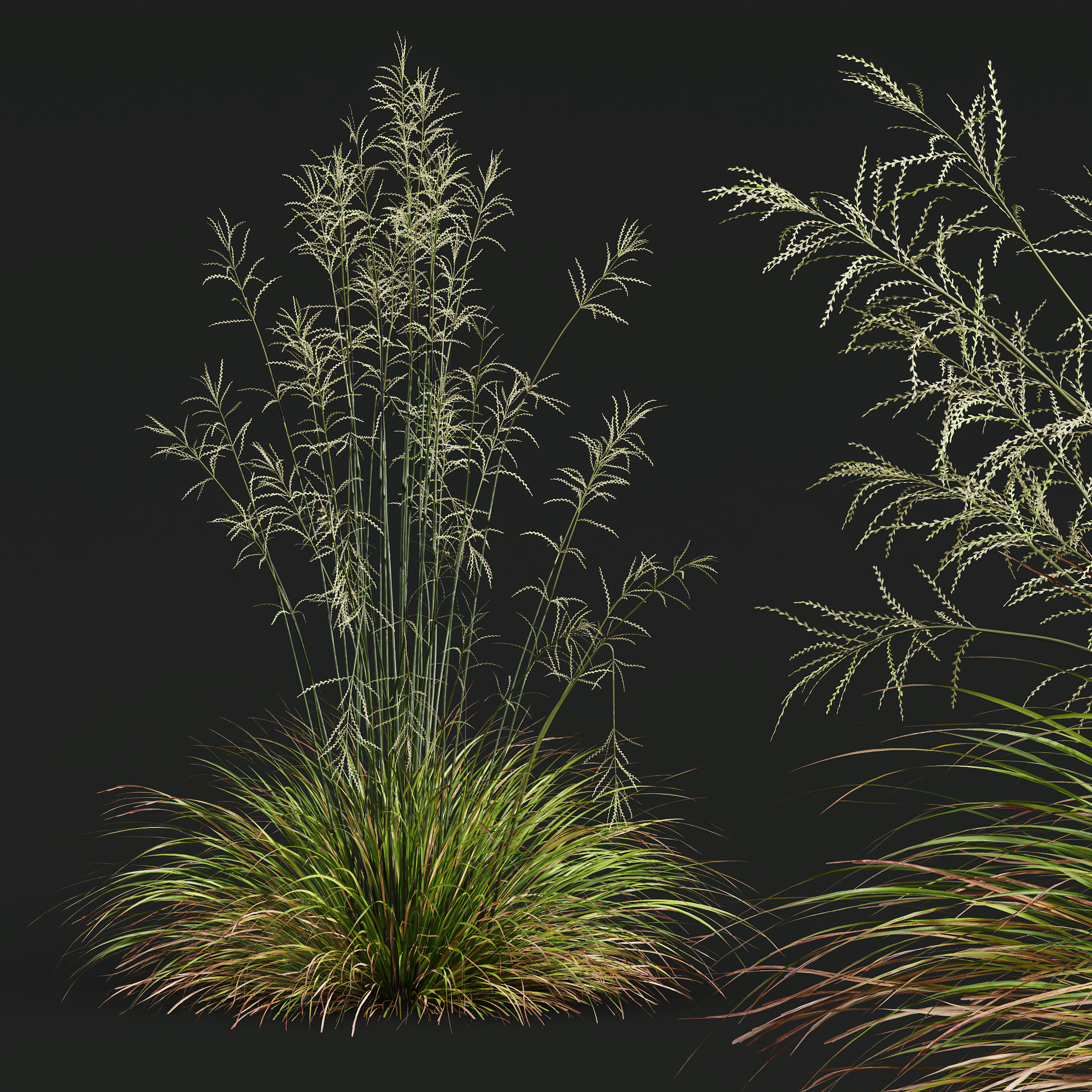 AV 20 different grass Stipa and Stipa Sweet Grass 3D model_6