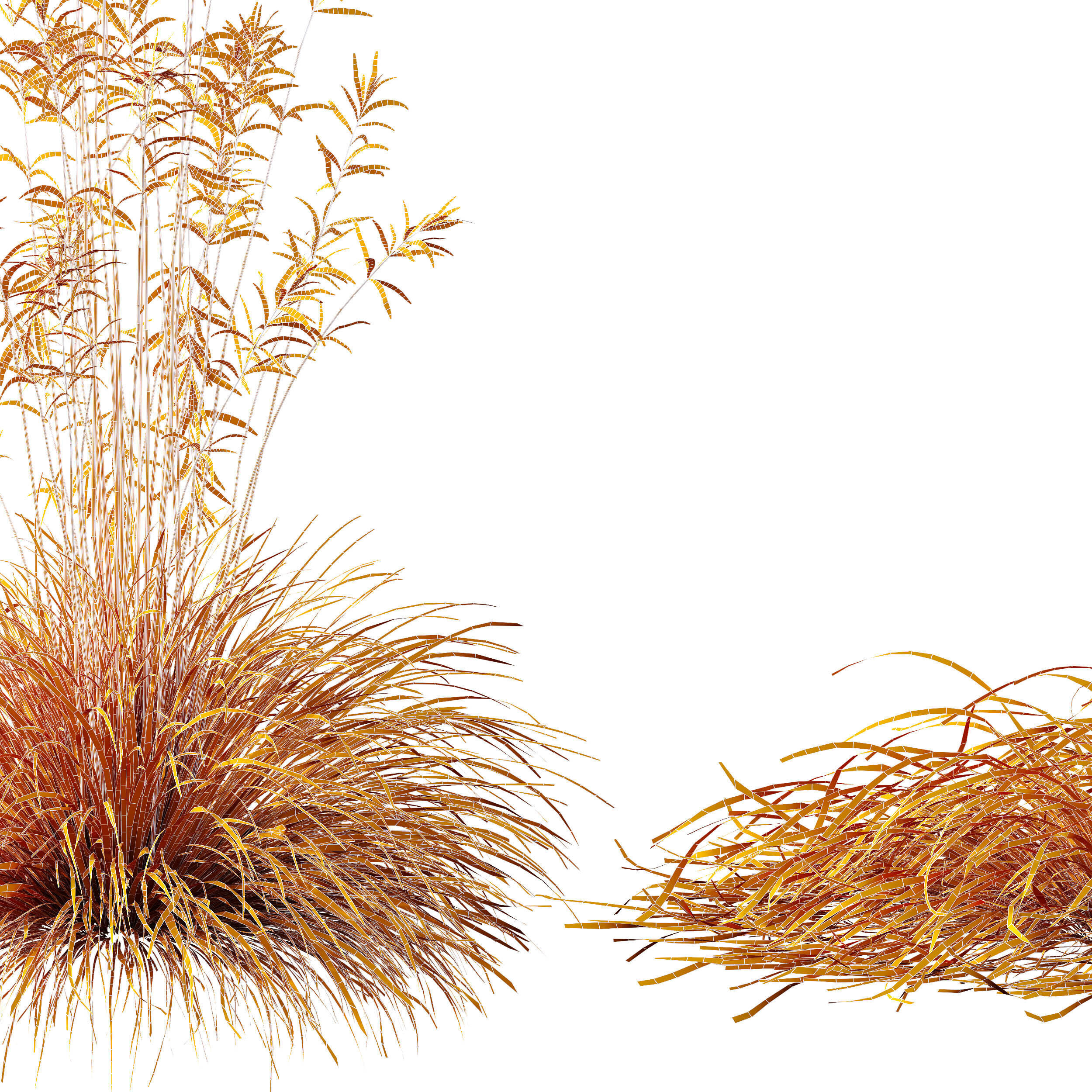 AV 20 different grass Stipa and Stipa Sweet Grass 3D model_14