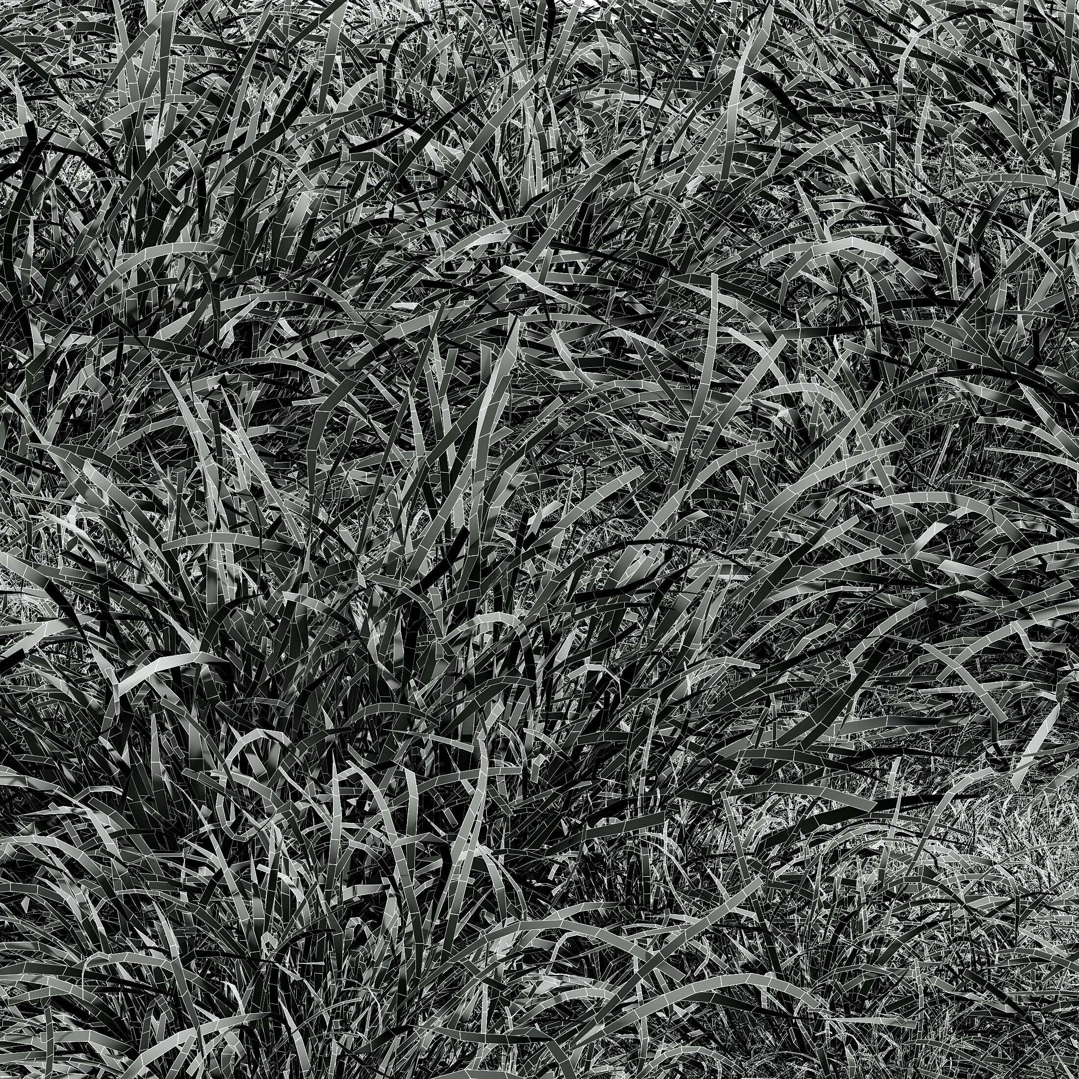 AV 20 different grass Stipa and Stipa Sweet Grass 3D model_13